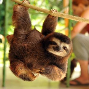 Sloth